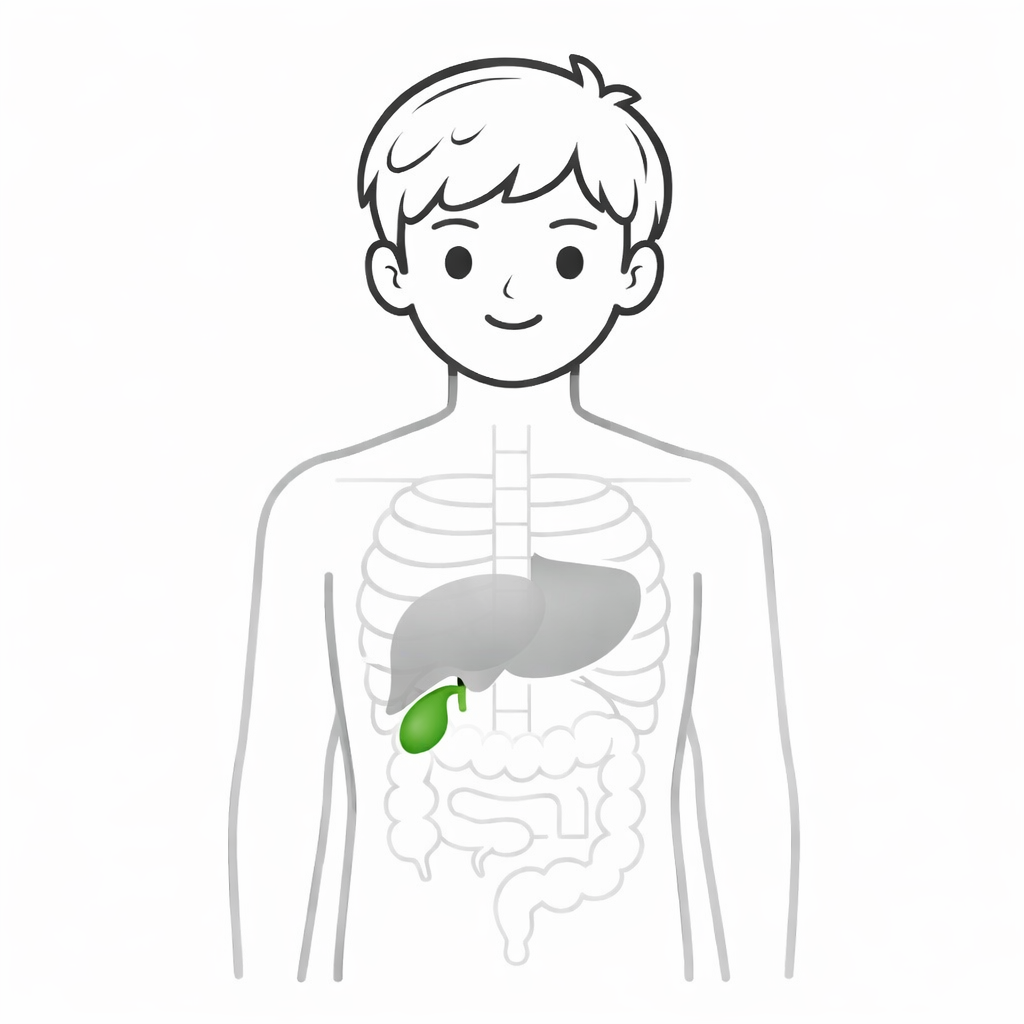 Gallbladder Diagram showing the gallbladder's position under the liver
