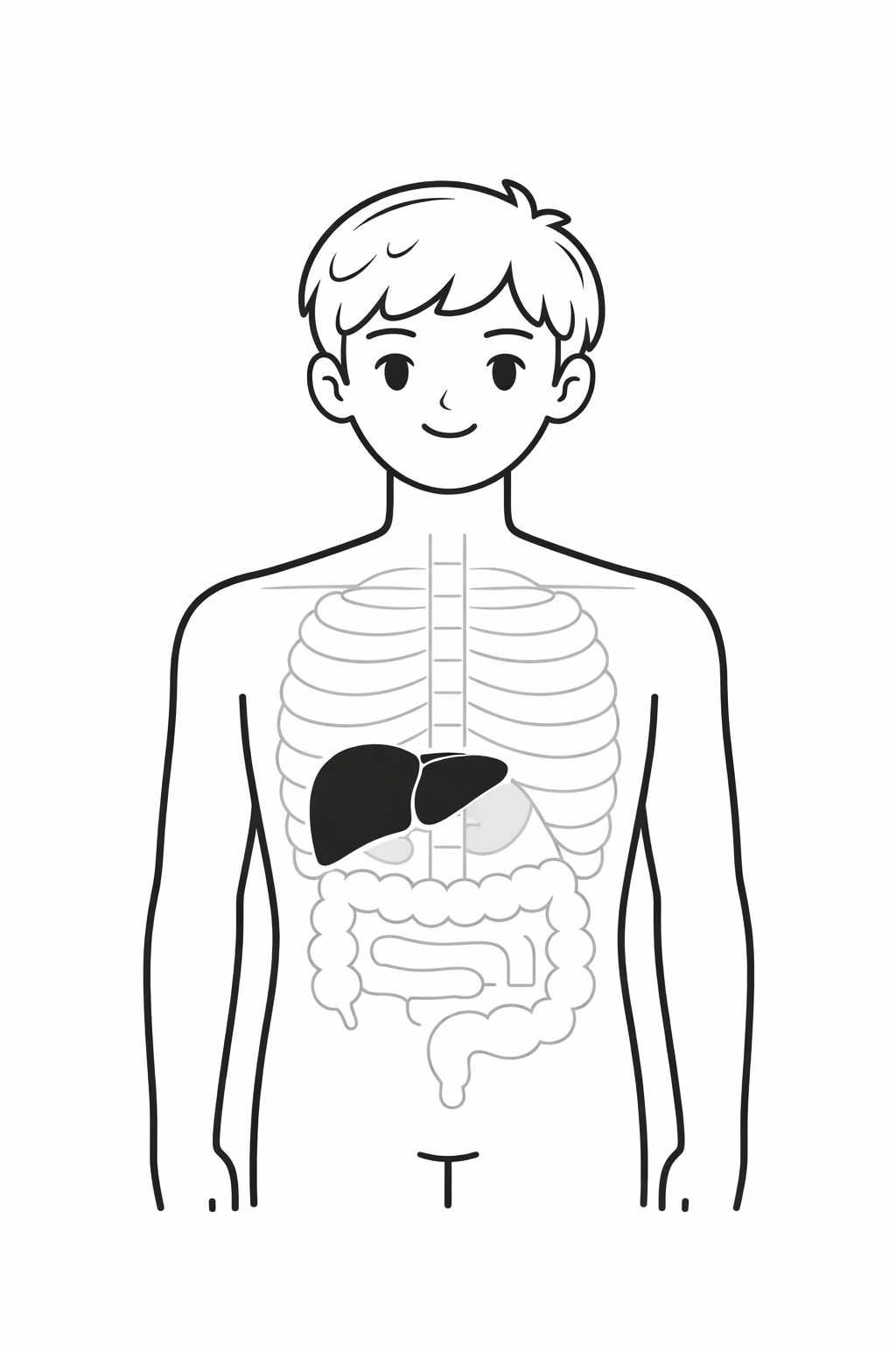 Liver Location Diagram showing the liver's position in the upper right abdomen