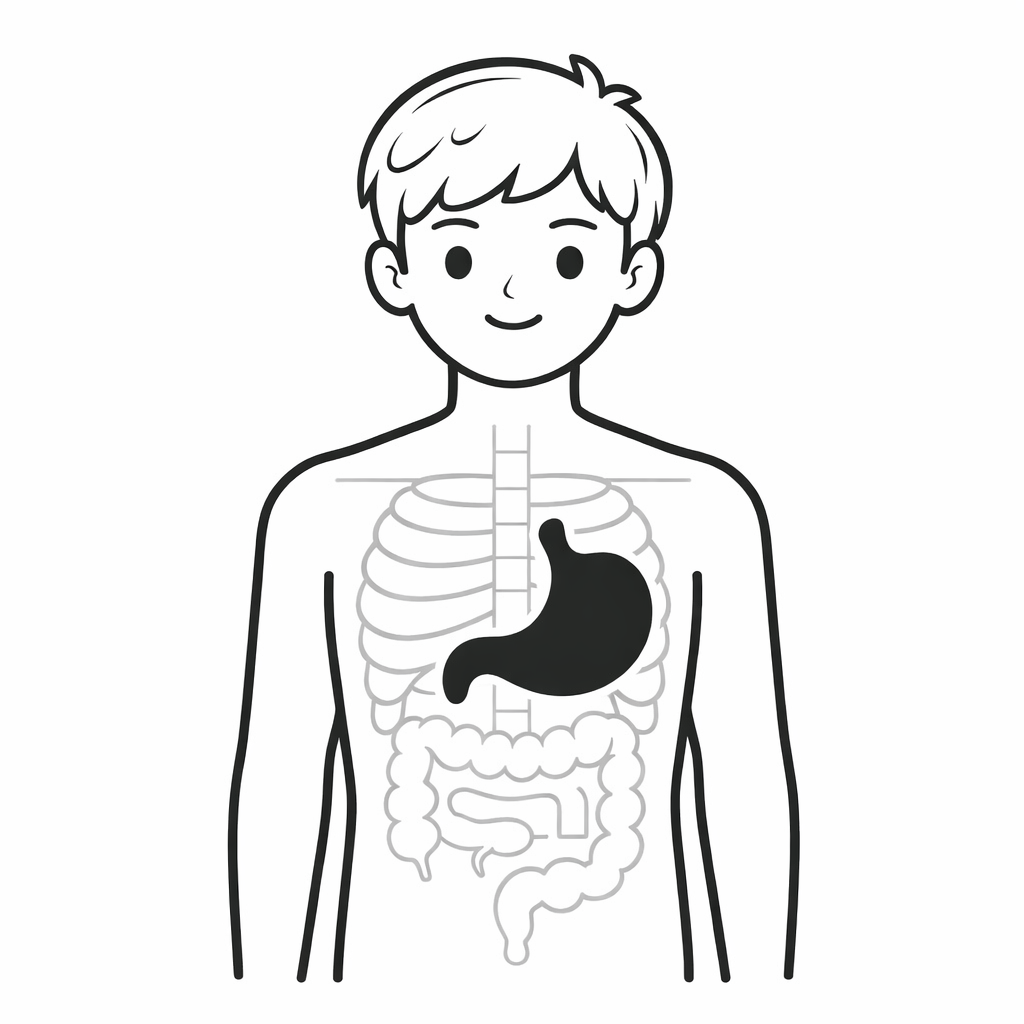 Stomach Location Diagram showing the stomach's position in the upper left abdomen
